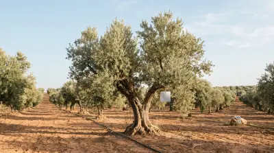 A tagged olive tree in a Tunisian grove, with drip irrigation and a solar-powered field sensor between the rows