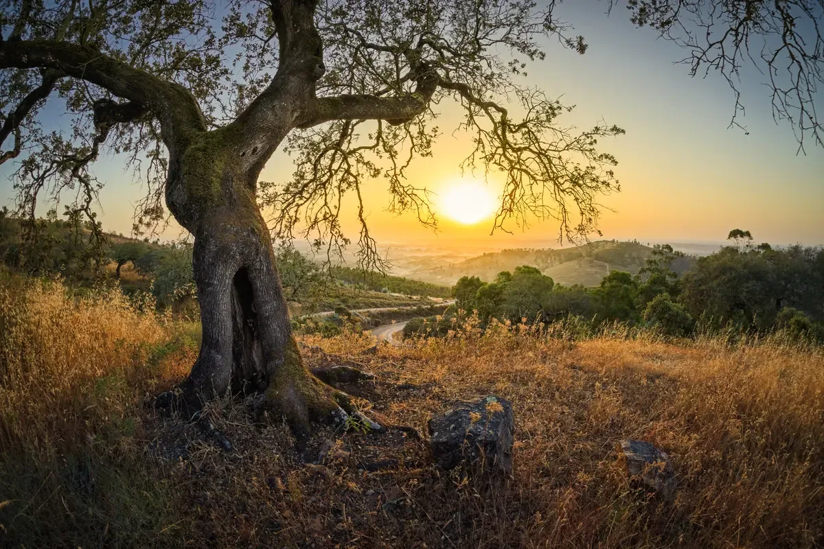 Ancient Chemlali olive tree at sunset in Tunisia